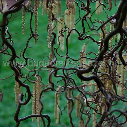 Corylus avellana 'Contorta' - Csavart mogyoró